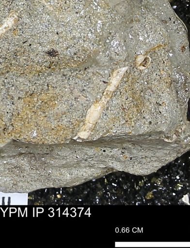 undet. Scaphopoda