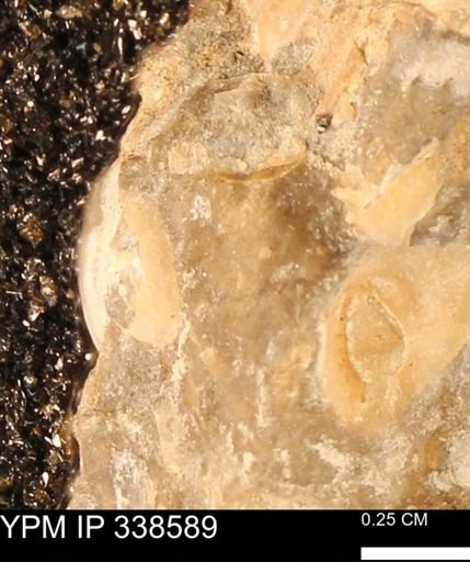 undet. Mollusca