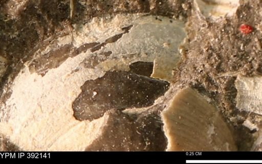 Protocardia sp.