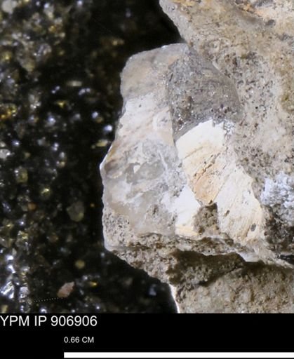 undet. Bivalvia