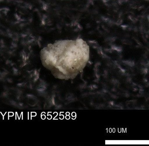 undet. Foraminiferida