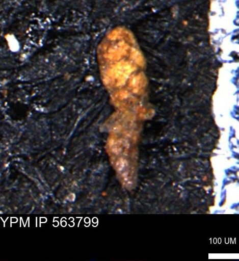 Verneuilinoides hectori
