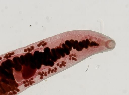 Haematoloechus medioplexus
