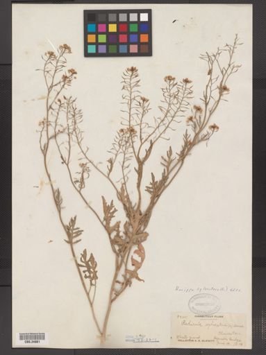 Rorippa sylvestris