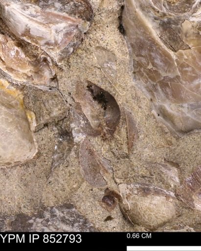 Limopsis striatopunctatus