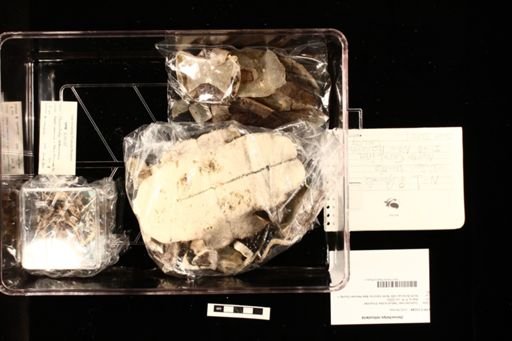 Deirochelys reticularia
