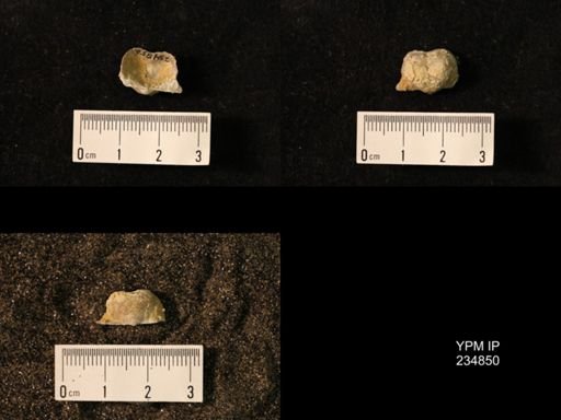 Marginifera wabashensis var. armata