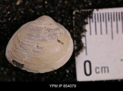 Limopsis striatopunctatus