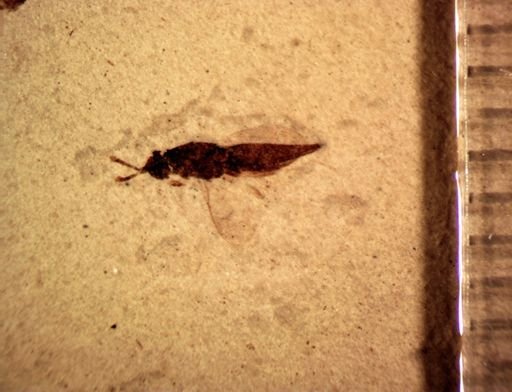 undet. Hymenoptera
