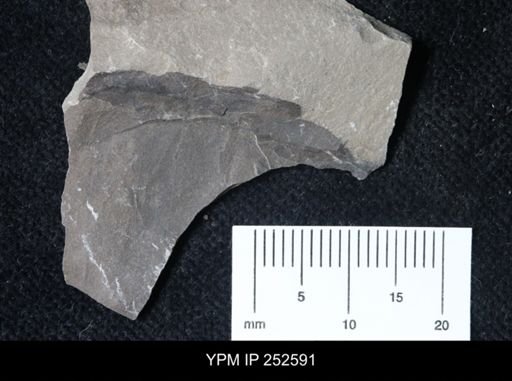 undet. Eurypterida