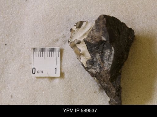 undet. Scaphitidae