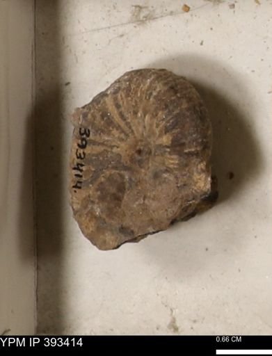 Scaphites sp.