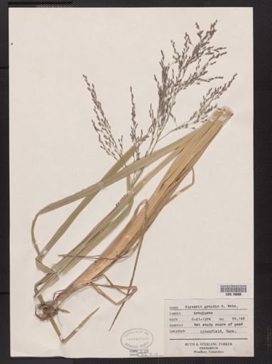 Glyceria grandis
