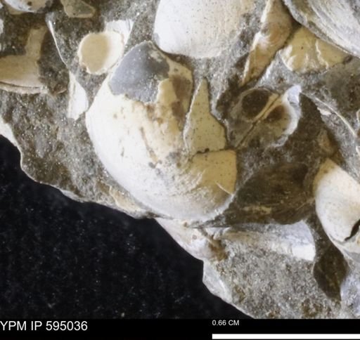 Protocardia sp.
