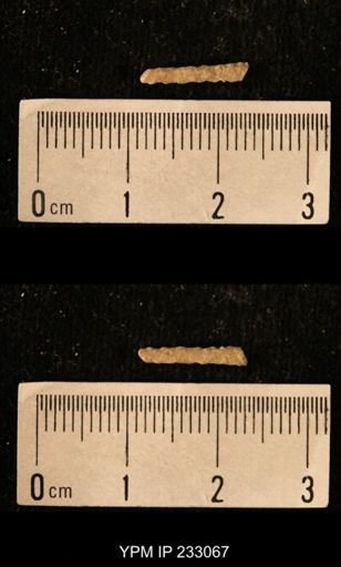 Archaeocidaris sp.