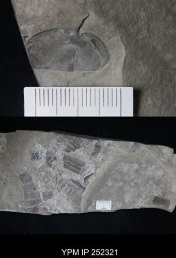 undet. Eurypterida