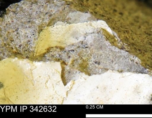 undet. Mollusca