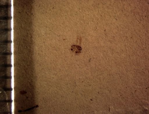 undet. Diptera