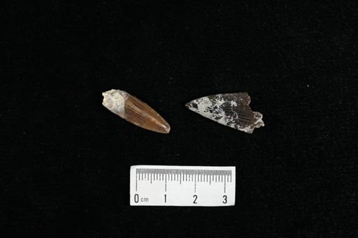 Protosphyraena sp.
