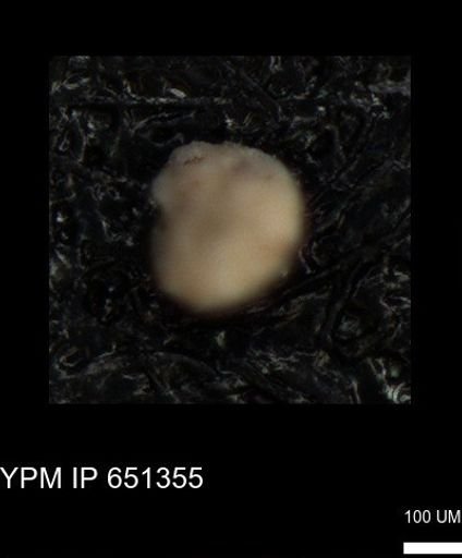 undet. Foraminiferida