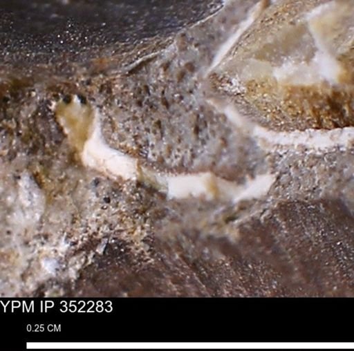 undet. Mollusca
