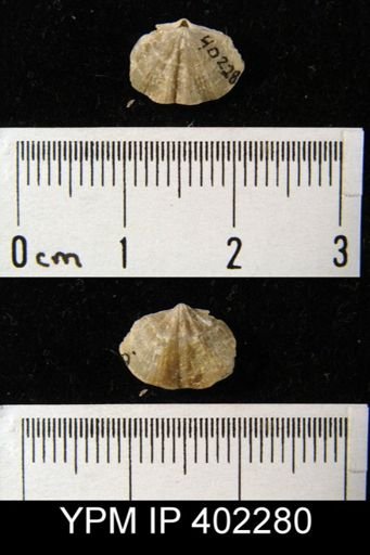 Apheoorthis sp.