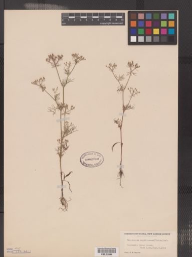Ptilimnium capillaceum