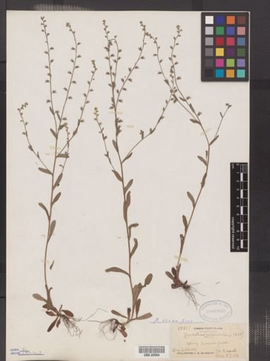 Myosotis verna
