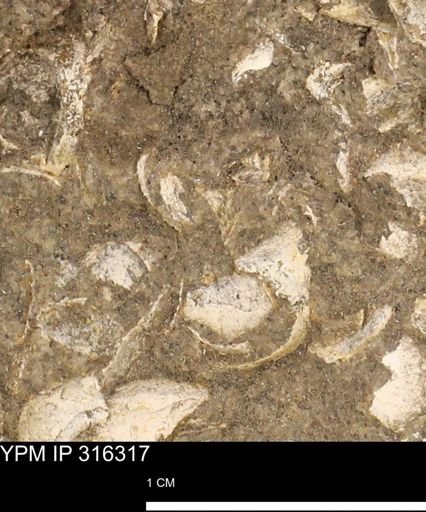 undet. Mollusca