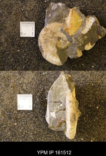 Discoscaphites conradi