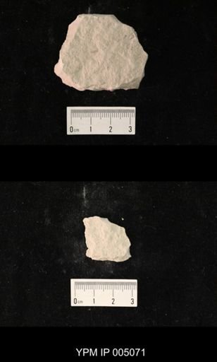 Dichentomum tinctum