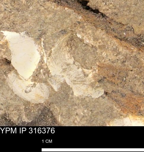undet. Mollusca