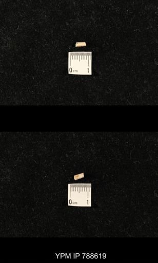 taxon undetermined