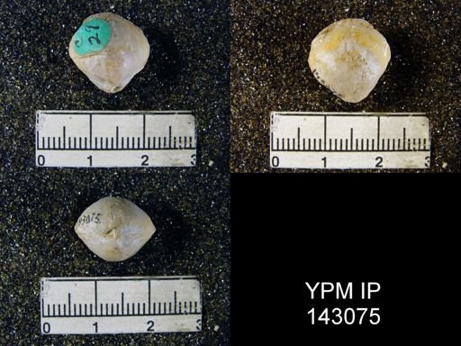 Spirigerella grandis