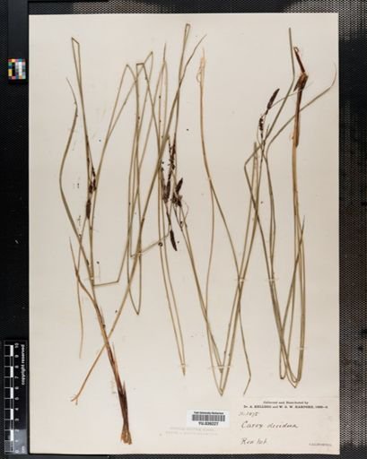 Carex