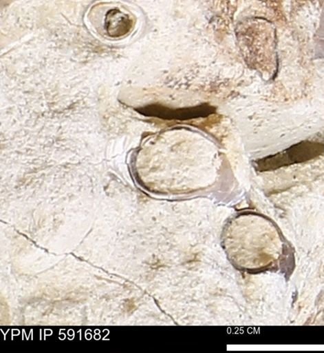 Serpulidae