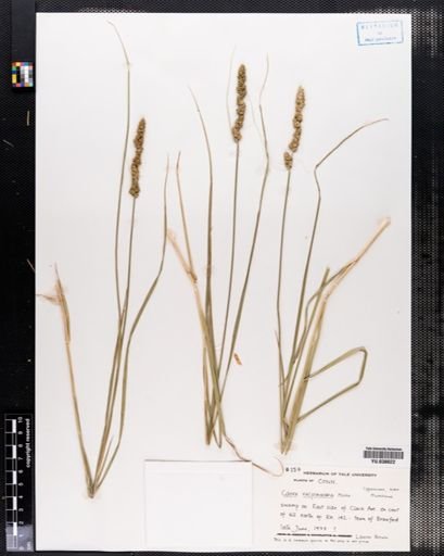 Carex vulpinoidea