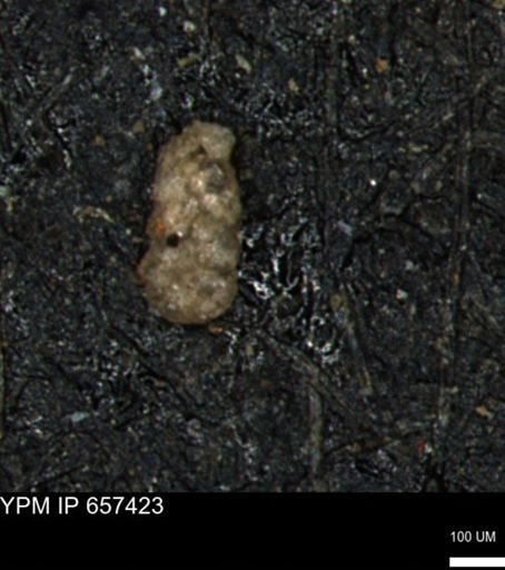 Ammobaculoides phaulus