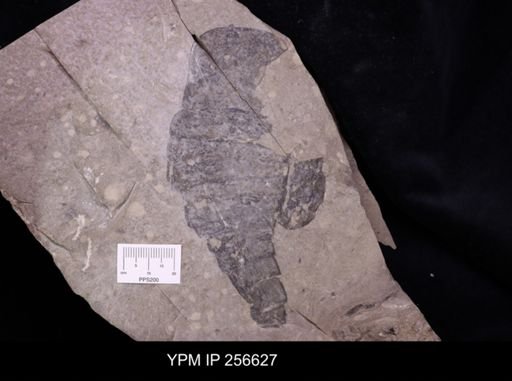 Eurypterus sp.