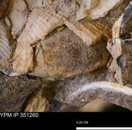 undet. Bivalvia
