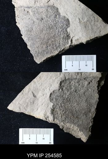 Waeringopterus sp.