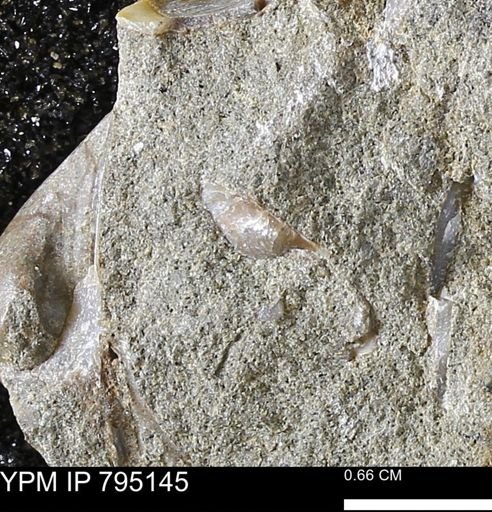 Phelopteria linguaeformis
