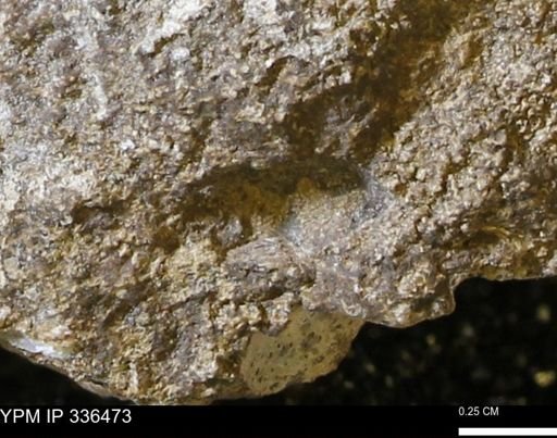 undet. Mollusca