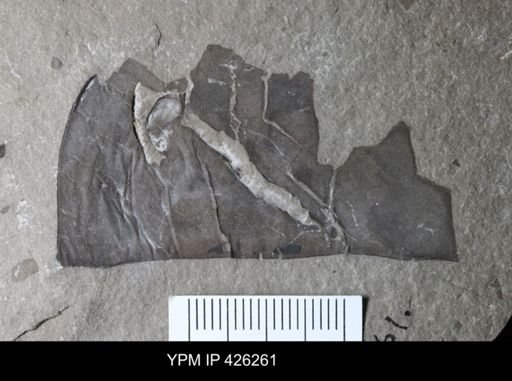 Eurypterus sp.