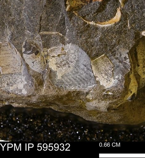 Granocardium?