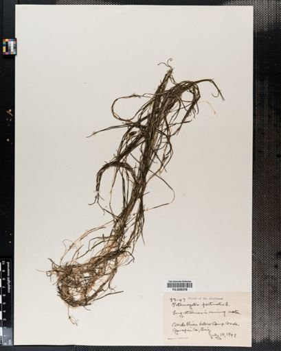 Potamogeton pectinatus