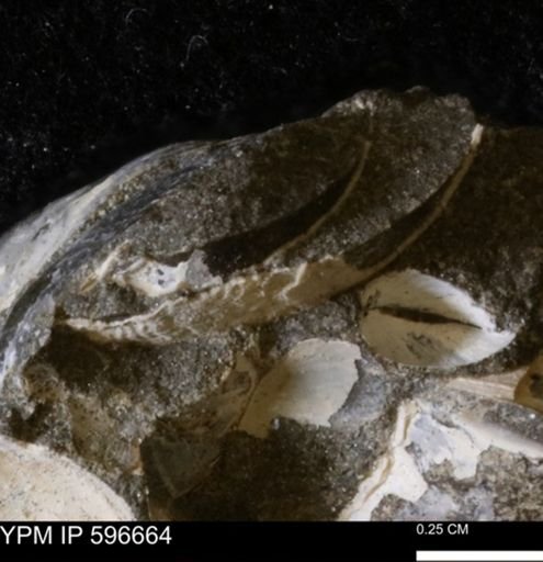 Limopsis striatopunctatus