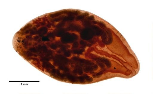 Loxogenes bicolor