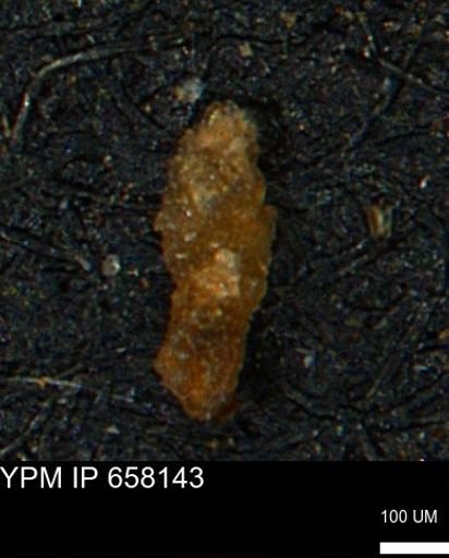 undet. Foraminiferida