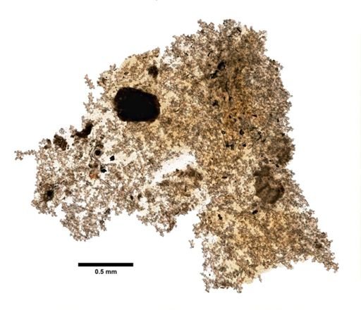 Gersemia canadensis